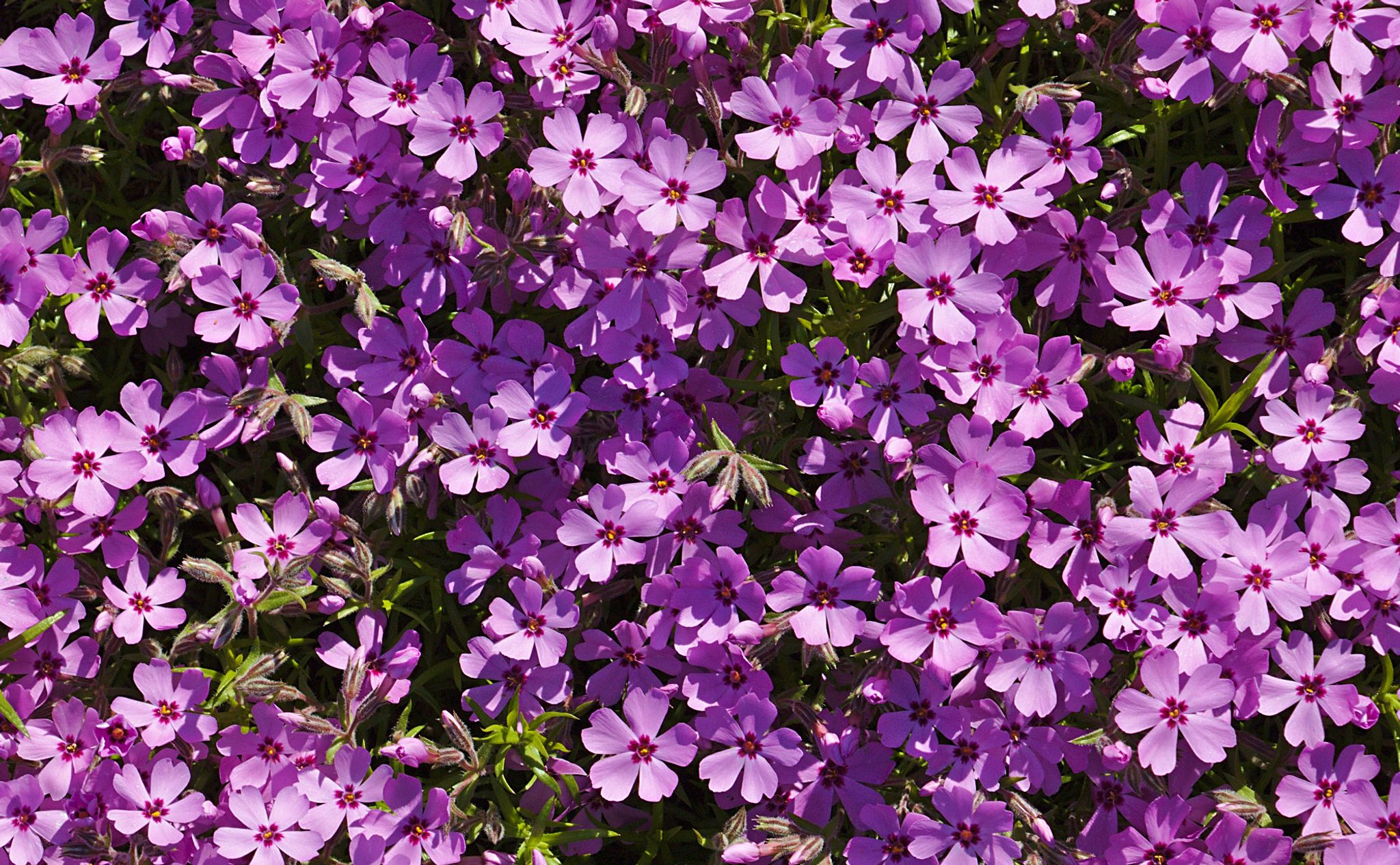 Cover photo for Pamela J. Norcutt's Obituary