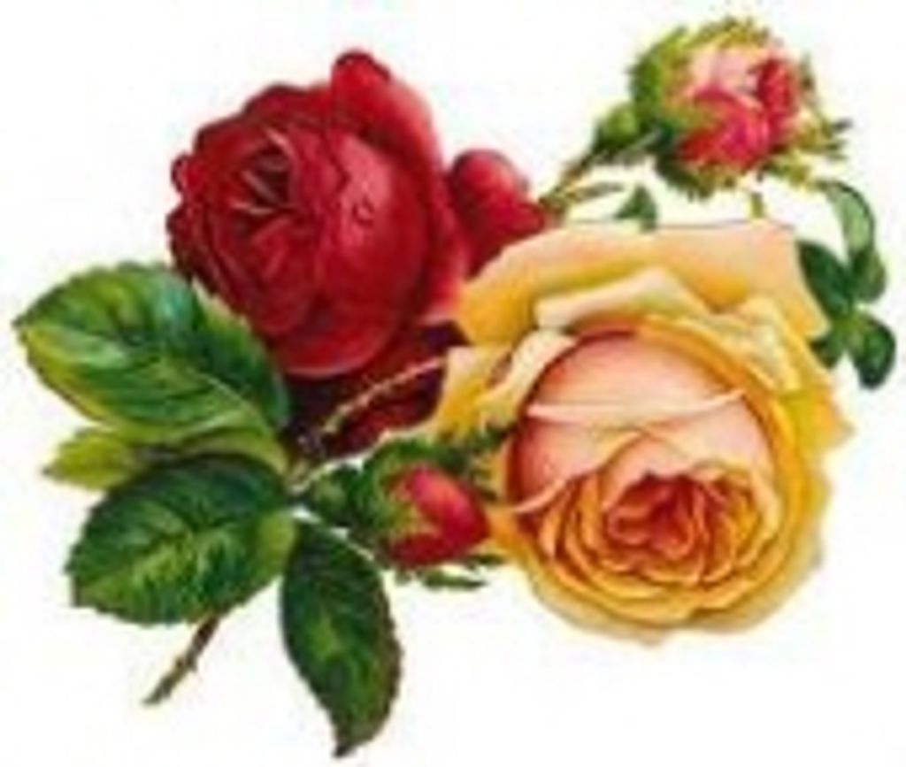 Barbara Ann Williams