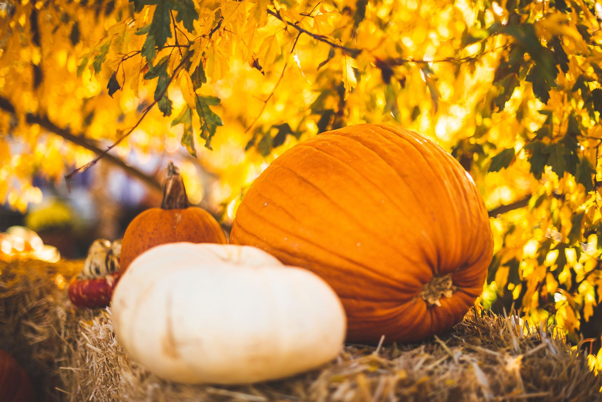 Cover for James R. Klotz's Obituary