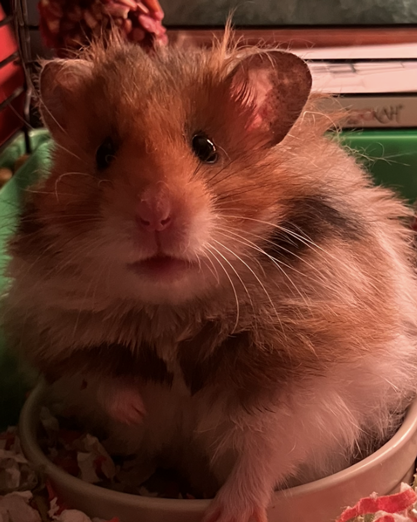 Oscar