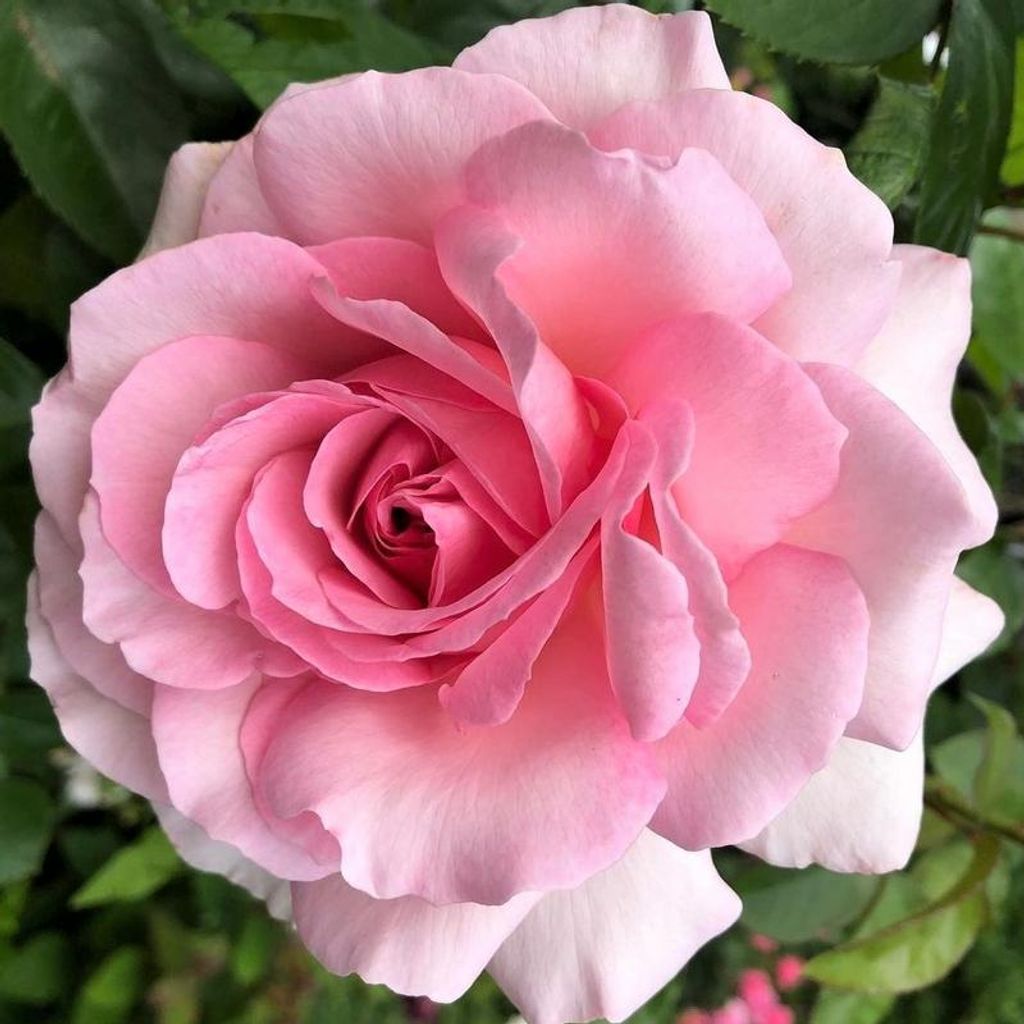 Donna Rose Brownsberger Profile Photo