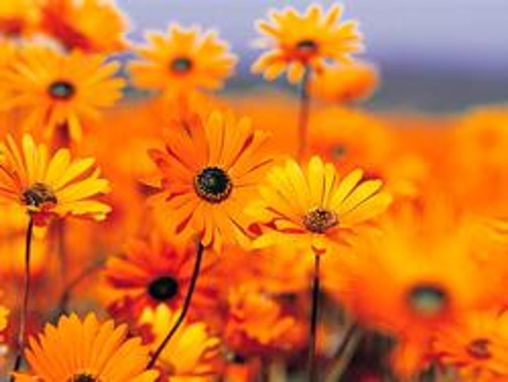 Louise Marie Nearanz