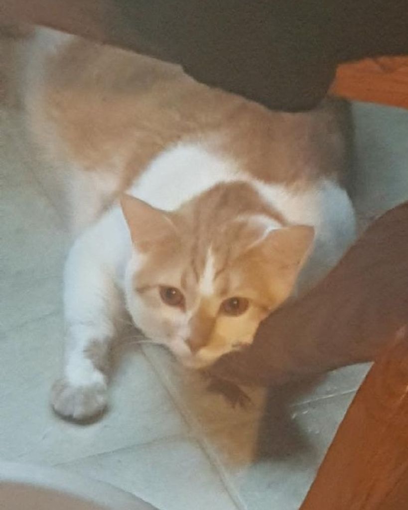 Simba Crock
