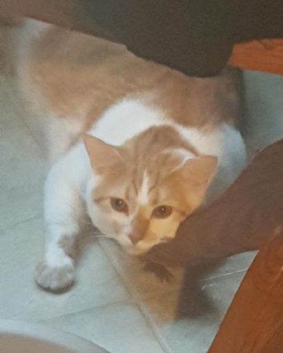 Simba Crock's obituary image
