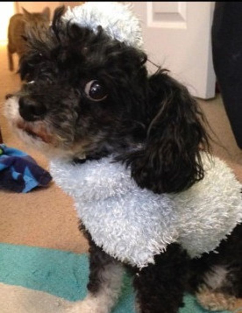 Oreo Contreras Profile Photo