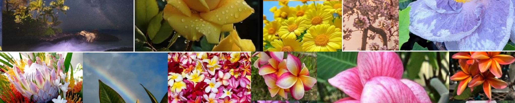Cover photo for JoAnne Rocha Dissler's Obituary