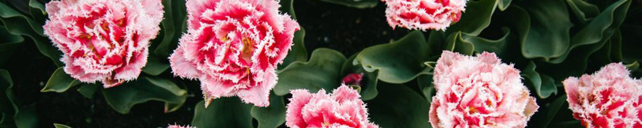 Cover photo for Brianna Judson's Obituary