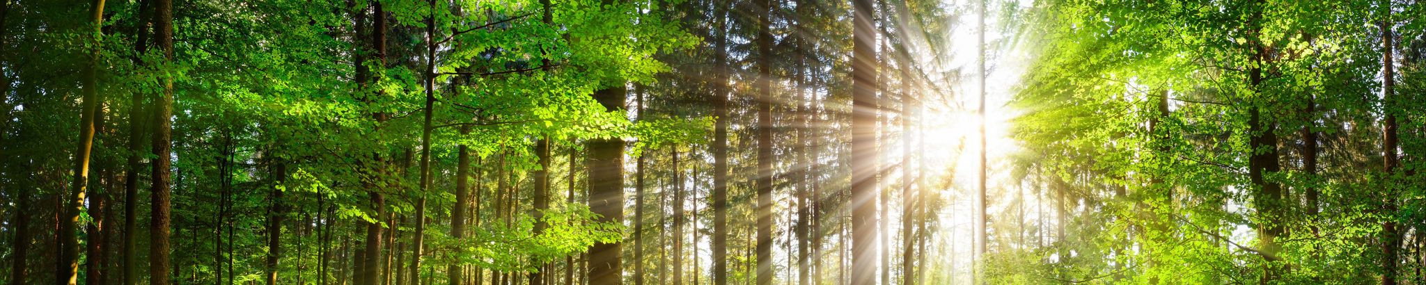 Cover for Trevor Gordon Park's Obituary