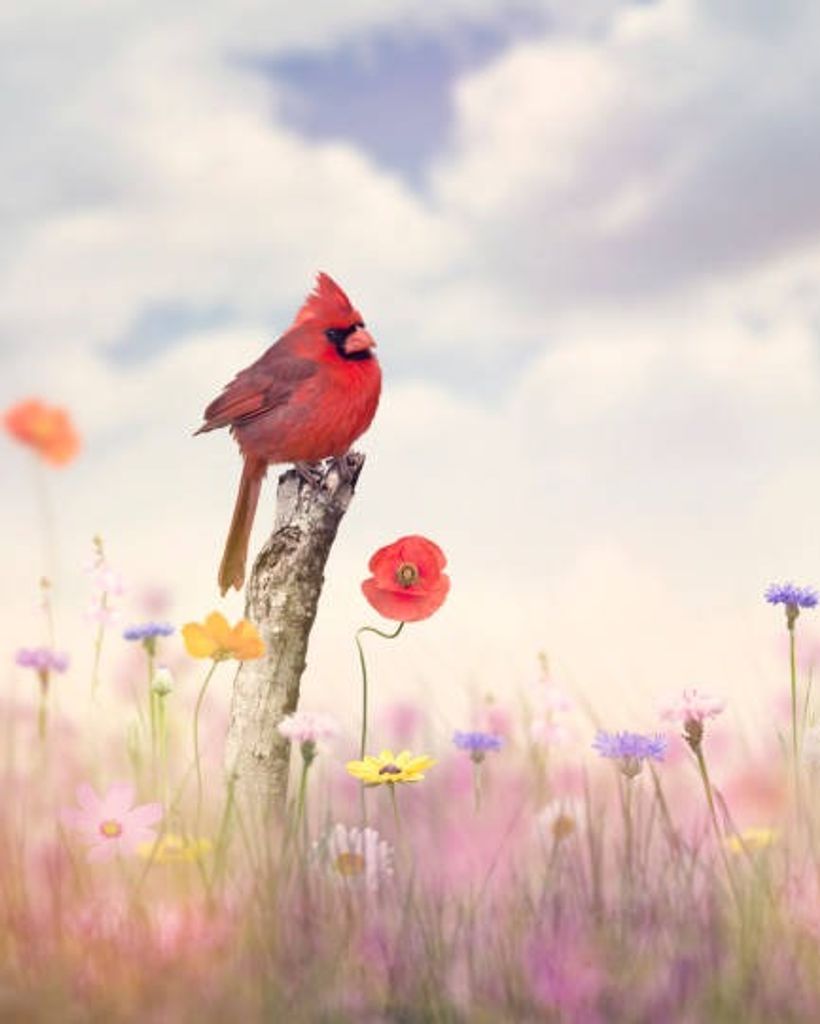 Janice D. Ramsdell Profile Photo