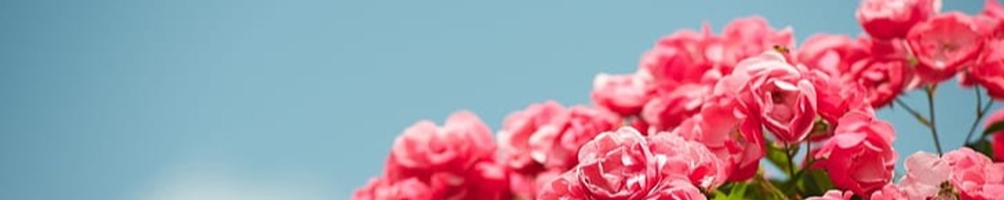 Cover photo for Maria Del Carmen Delgado's Obituary