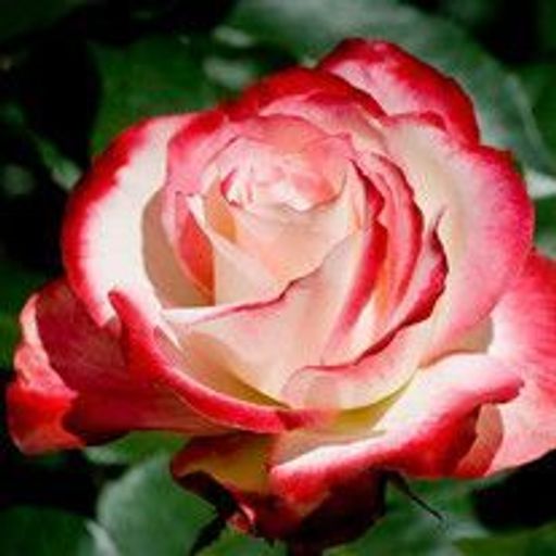 Carol Blalock Ethridge Profile Photo