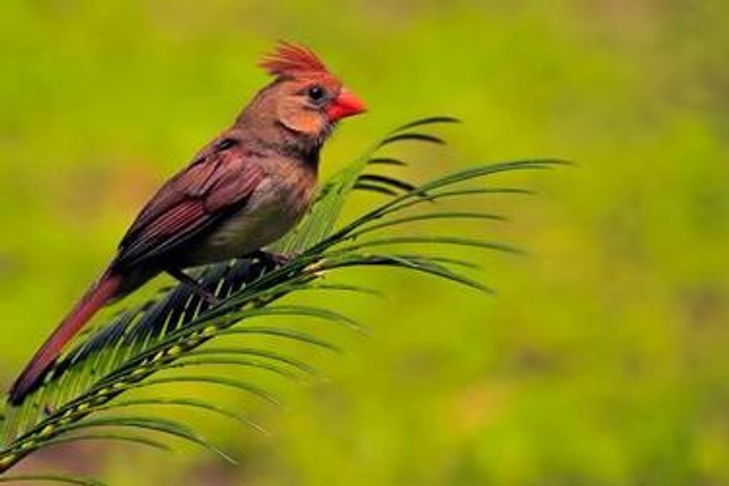 Ann Clementine Langhauser