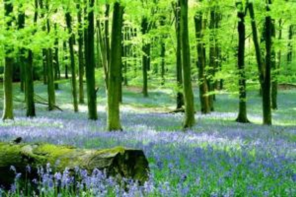 Susanna Ravinsky-Gray