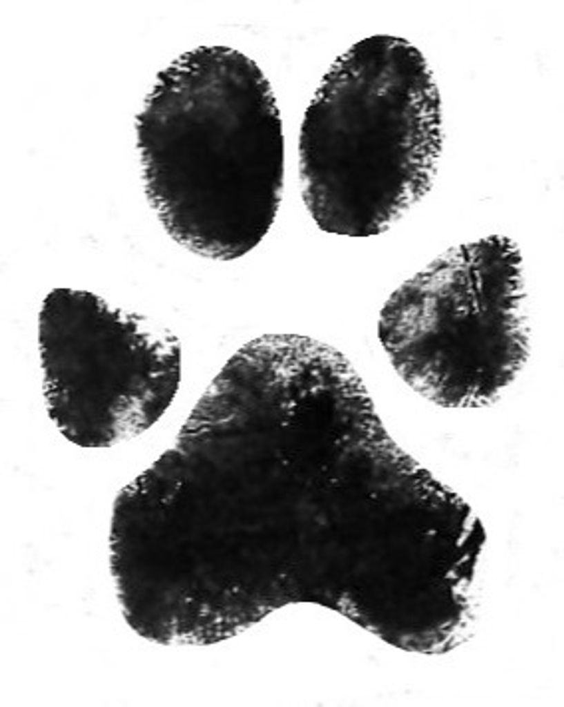 Mason Dalton Profile Photo
