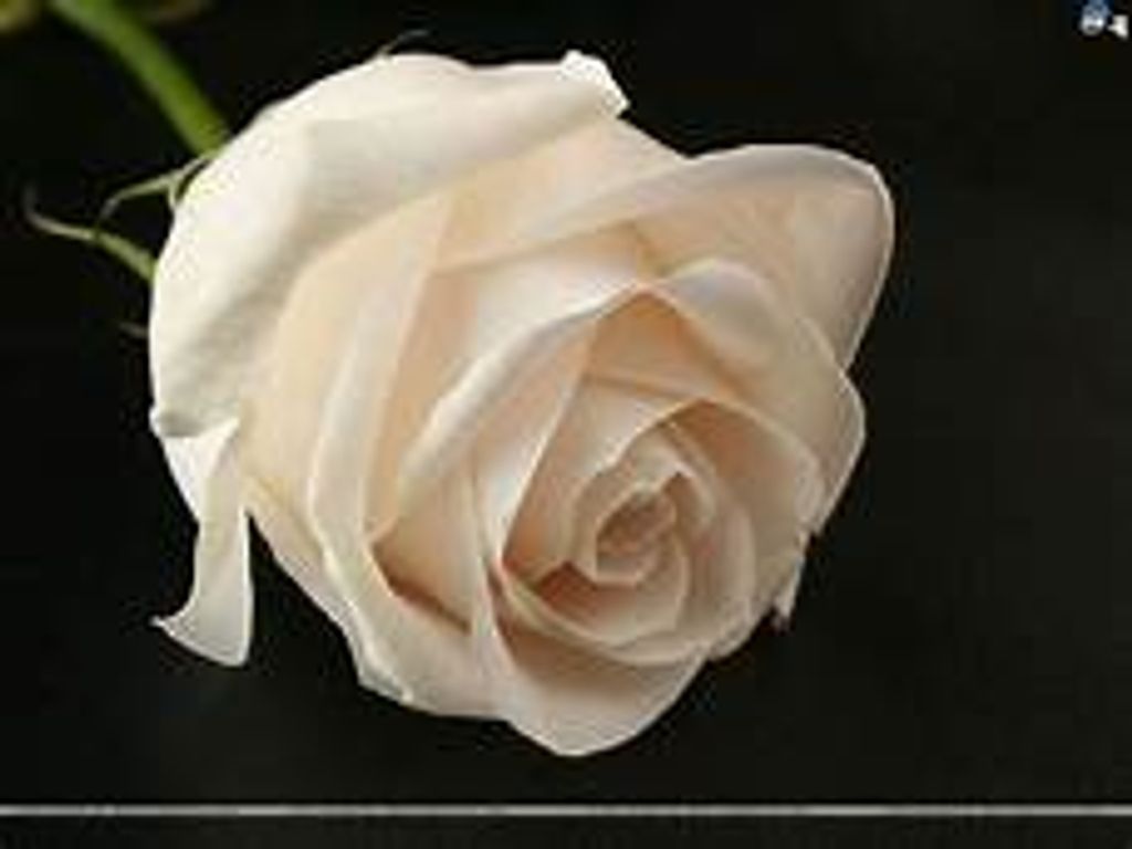 Nancy Jane Blackmon Profile Photo