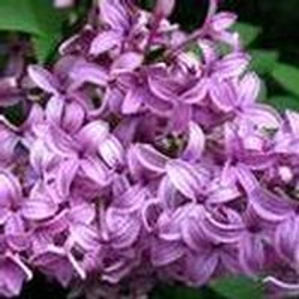 Harriet  E. Amundson