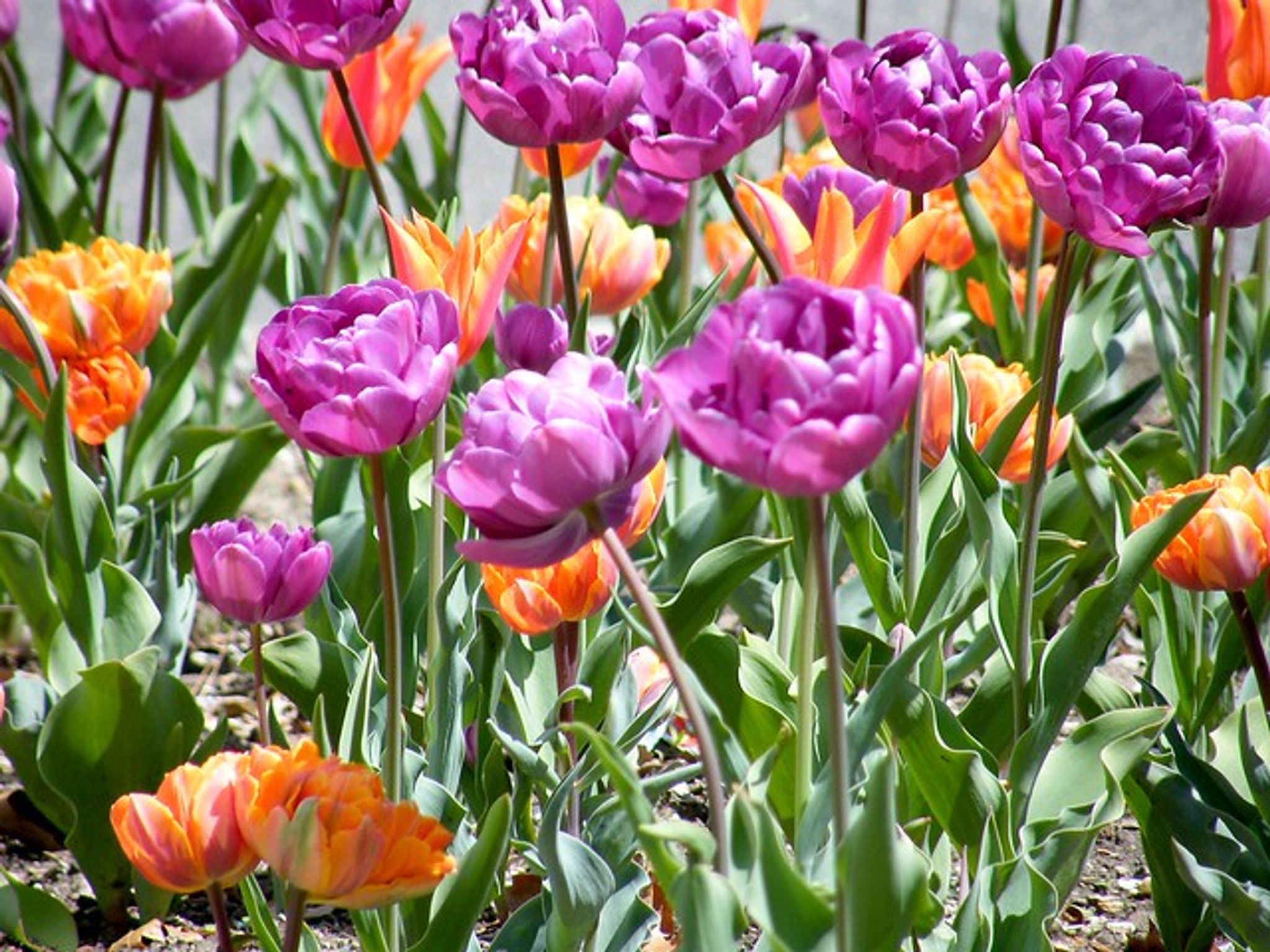 Cover for Gloria J. Kumrow's Obituary