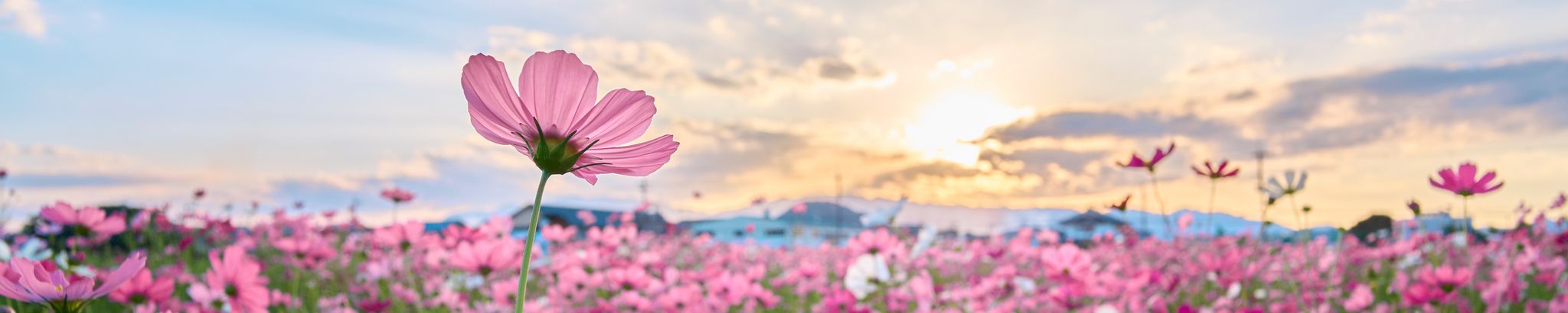 Cover for Mary Nell Davis's Obituary