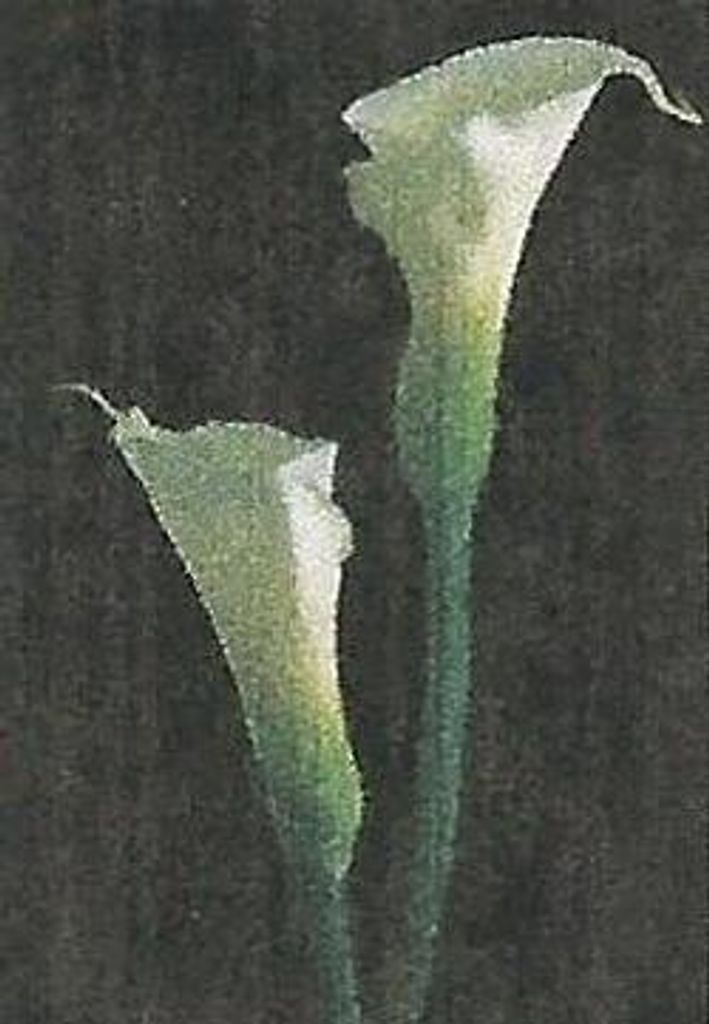 Juan Carlos Velasquez-Castro