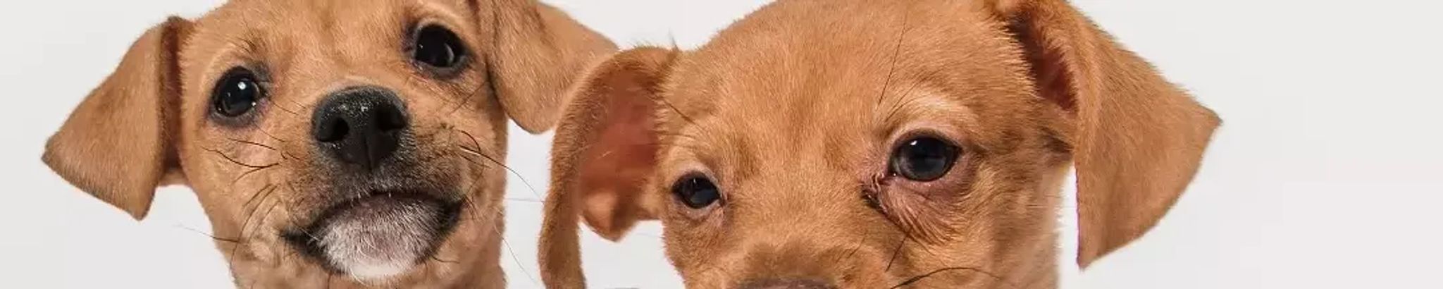 Cover for Tamala "Tami" Shotwell's Obituary