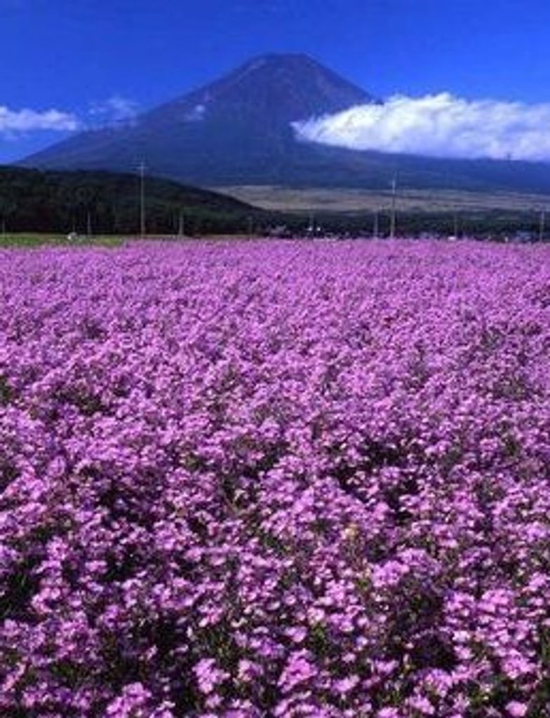 Anna Mary Lambert Profile Photo