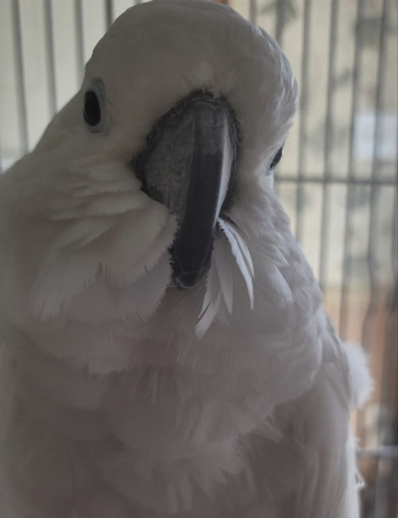 Sal "Sally"  Musso