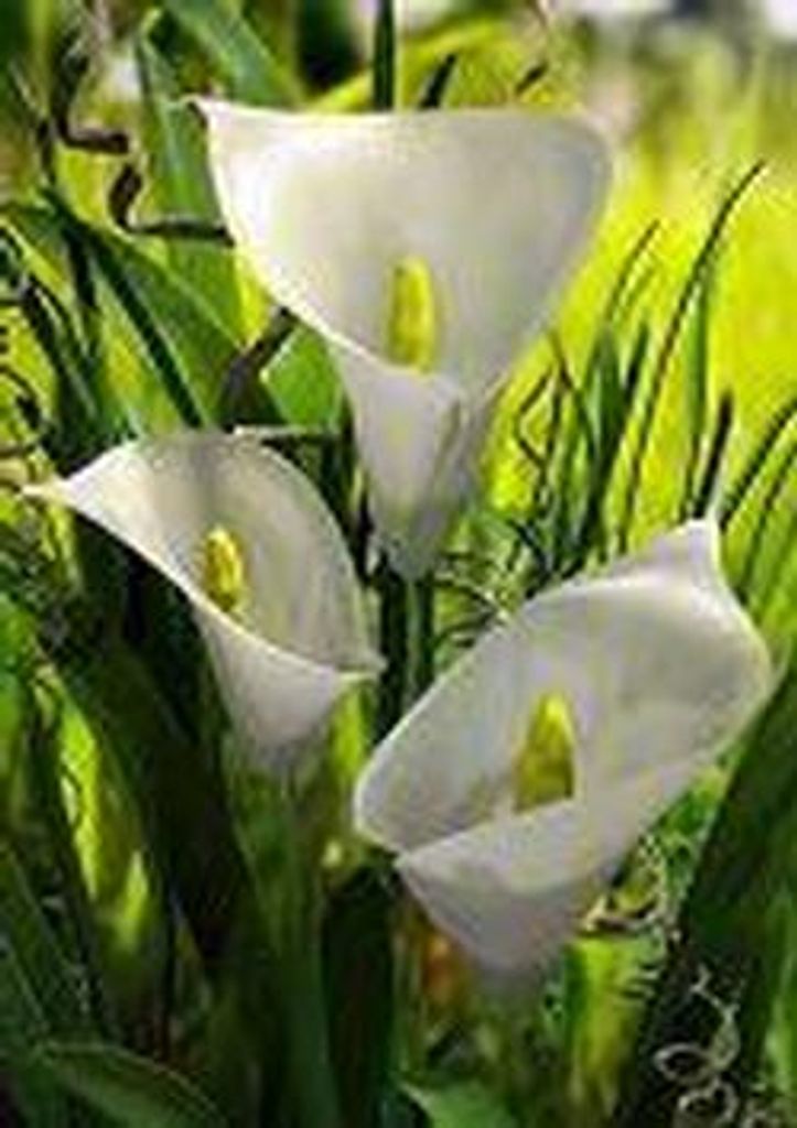 Lillian K. Greenwald