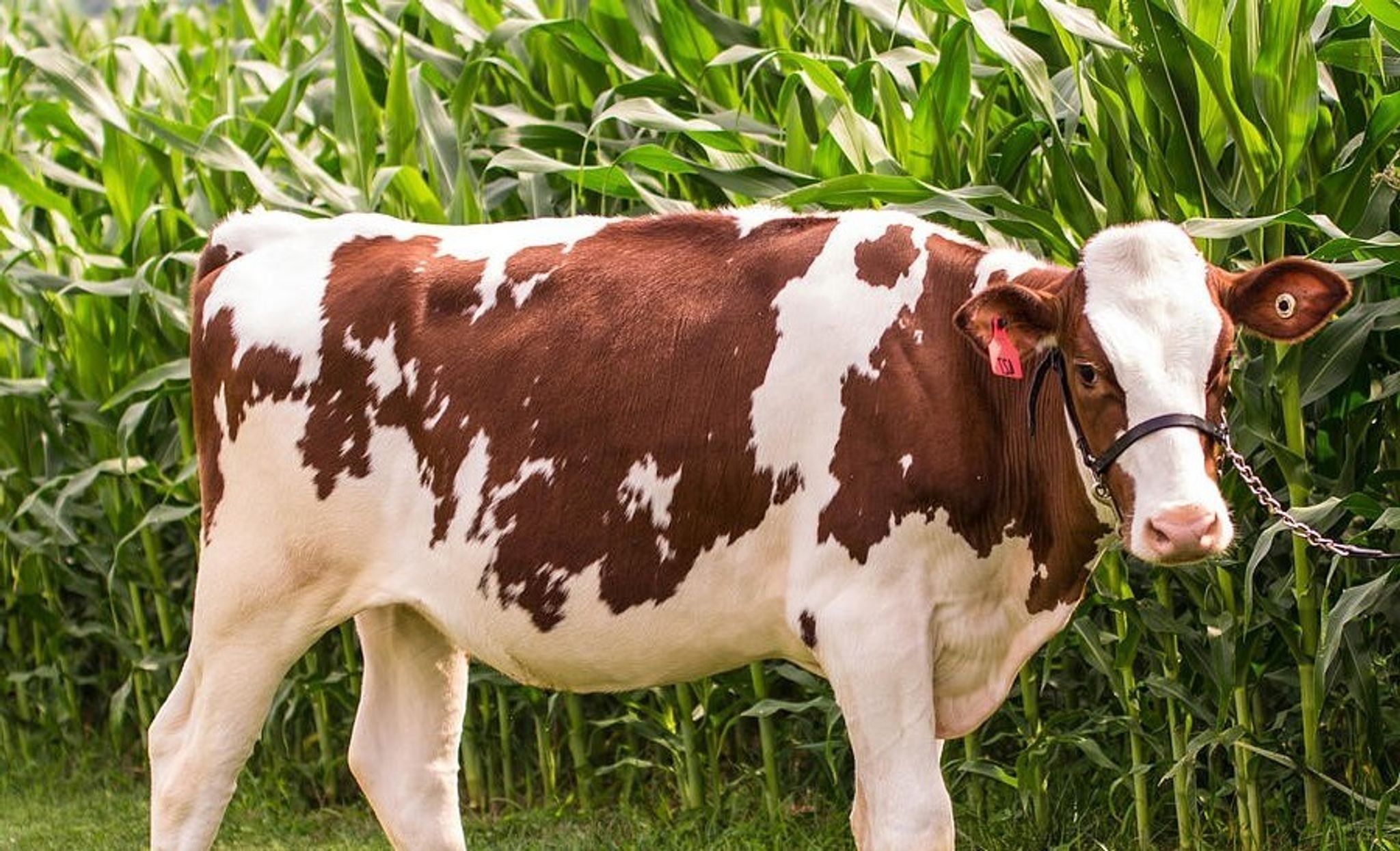 Cover for Vonda J Moody's Obituary