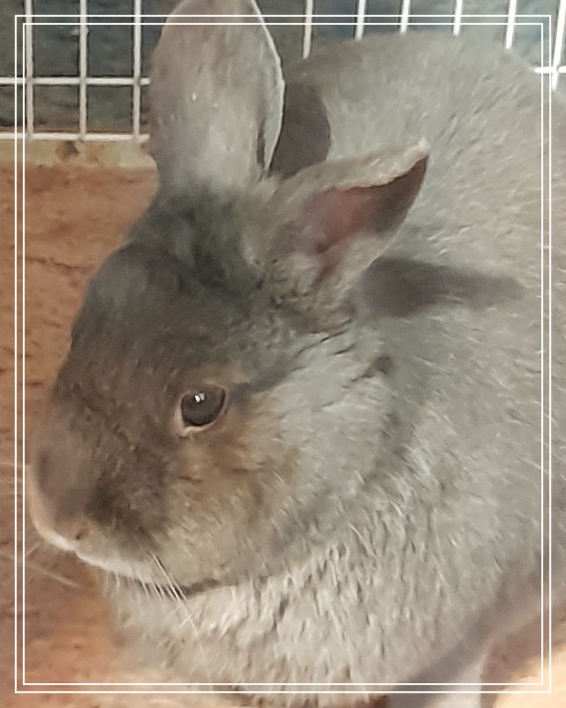 Effie Bellar Profile Photo