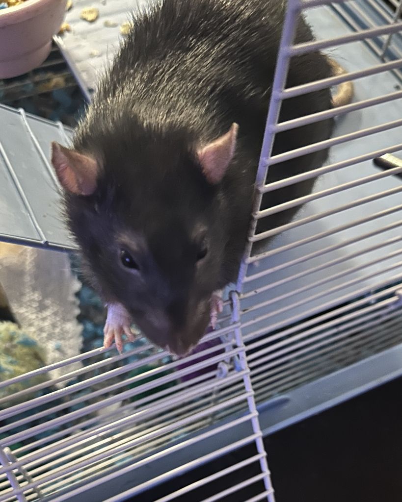 Rambo Specht