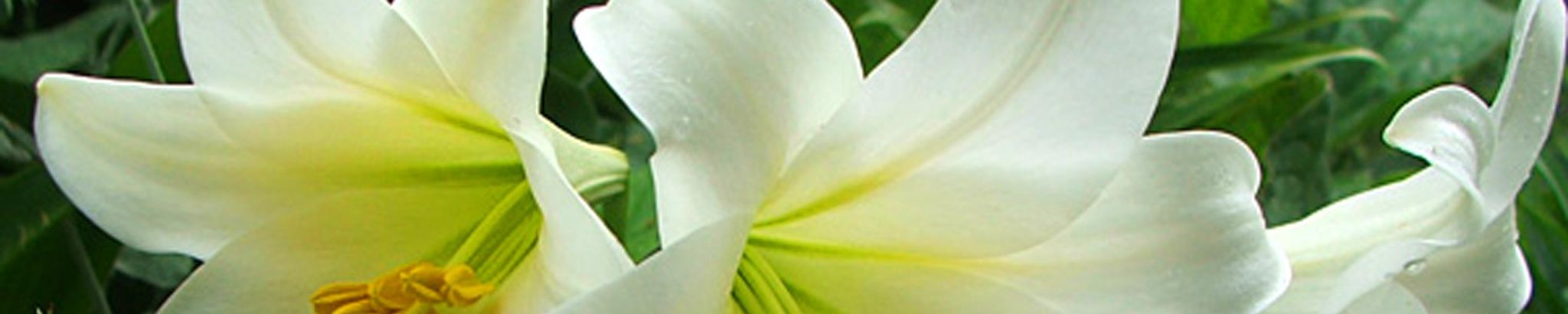 Cover photo for Barbara Rader's Obituary