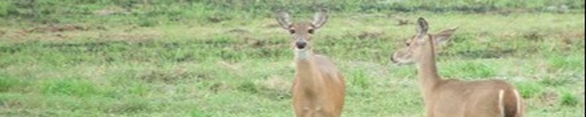 Cover for Carl D Strout's Obituary