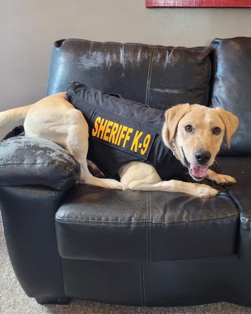 K-9 Deputy Finn Winder Profile Photo