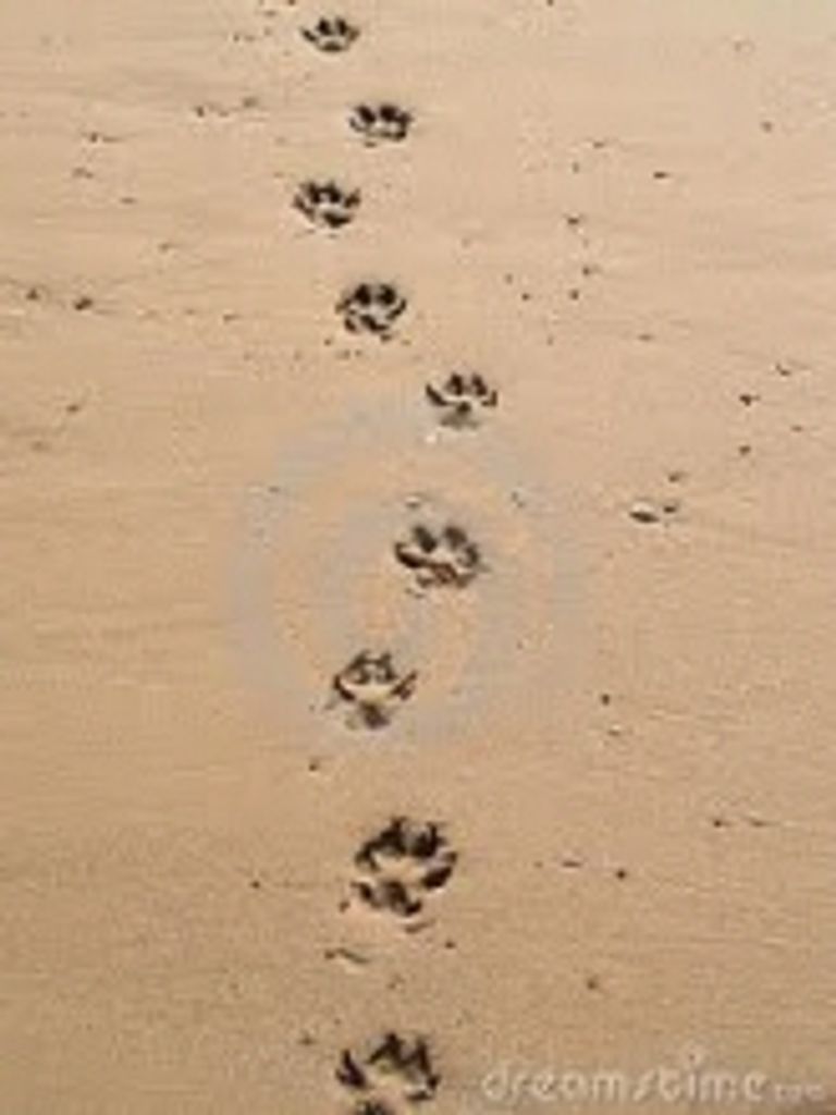 Jack Coon Profile Photo