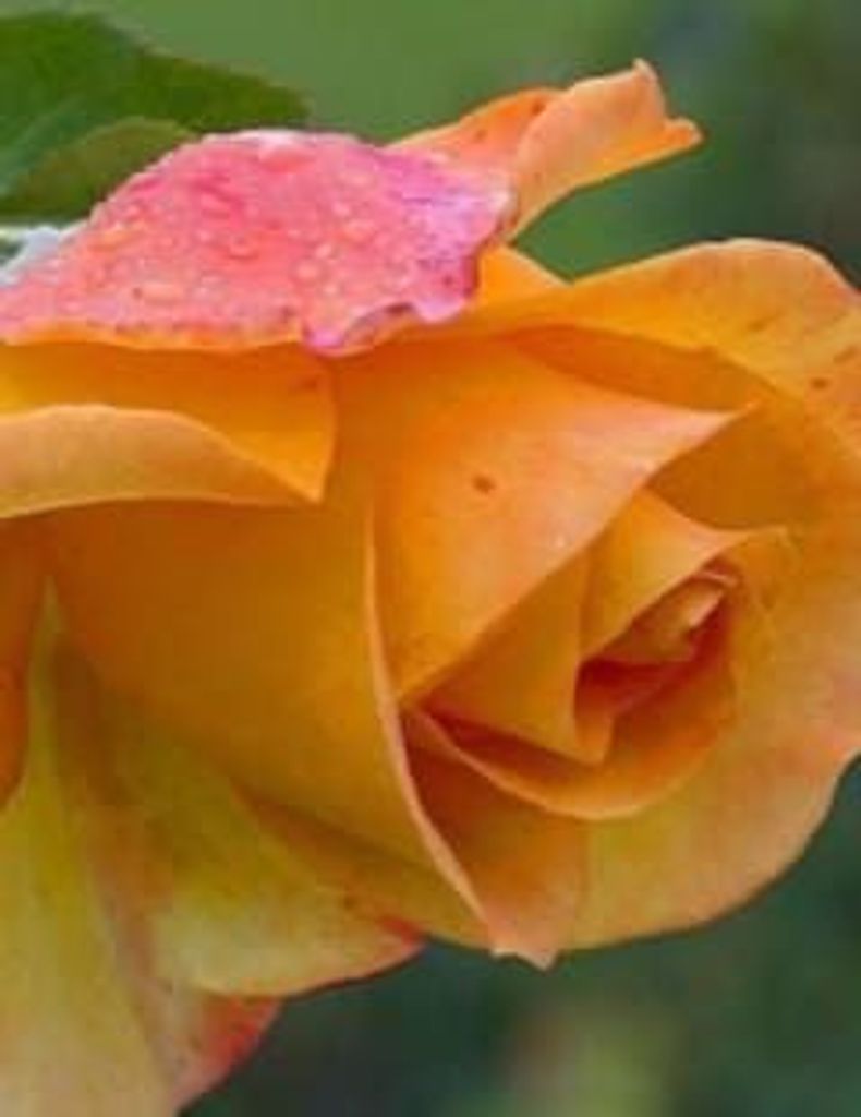 Pamela Morgan-Shelnutt Profile Photo