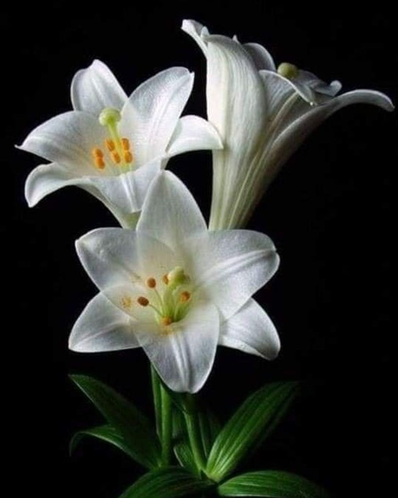 Robert Keith Denney Profile Photo