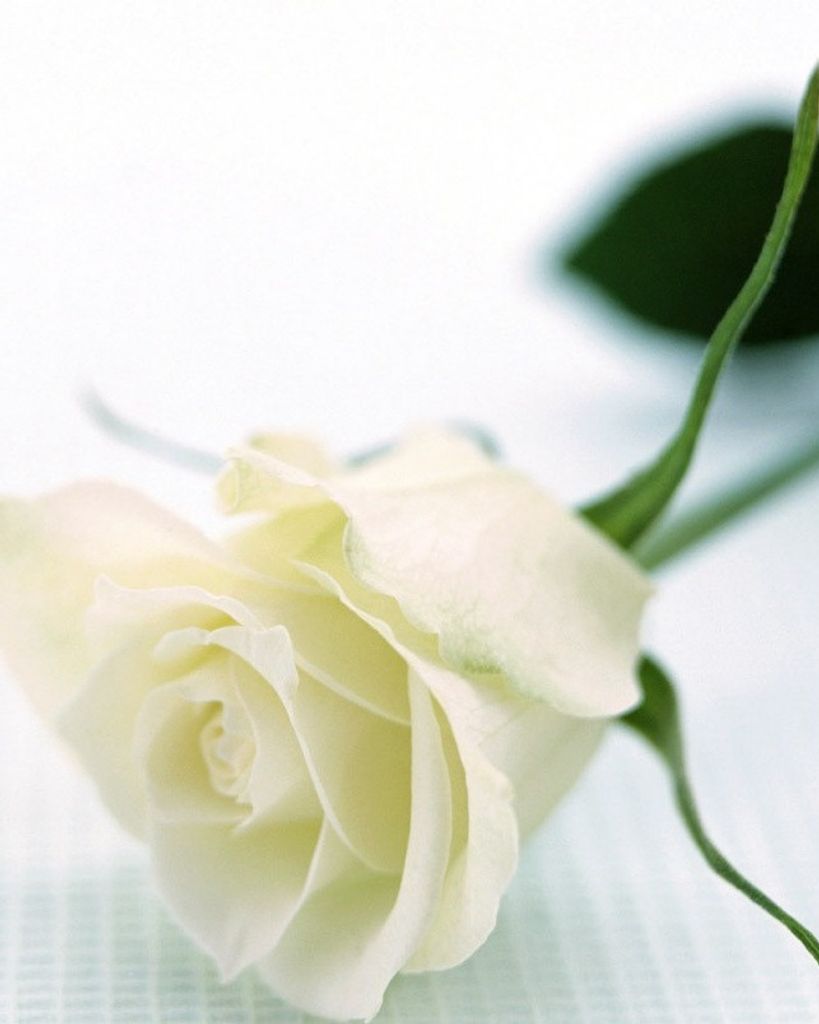 Donna Bladholm Profile Photo