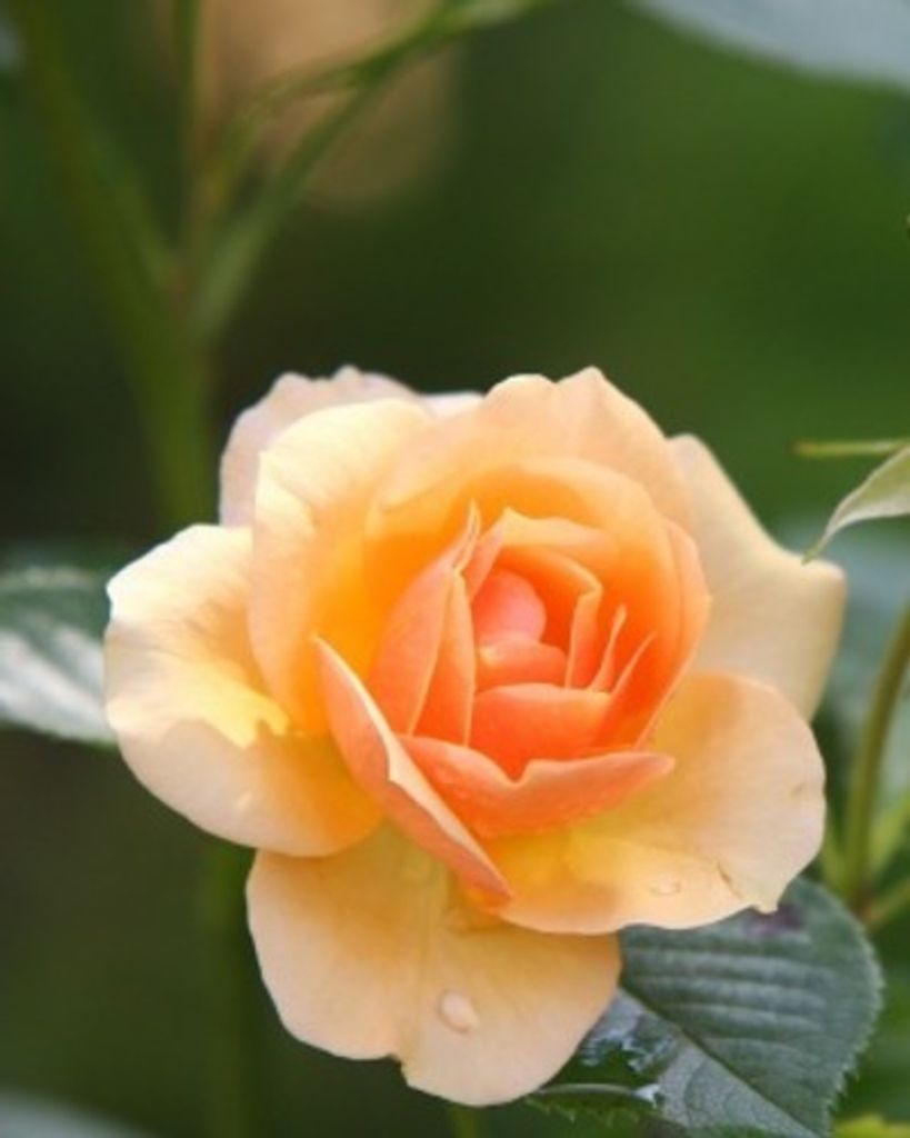 Melba Omega (Lowery) Harrison