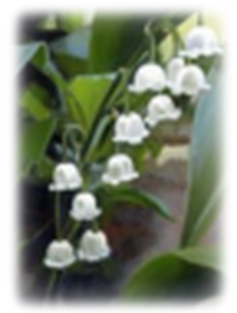 Diane  Sharron (Waud)  Morrison