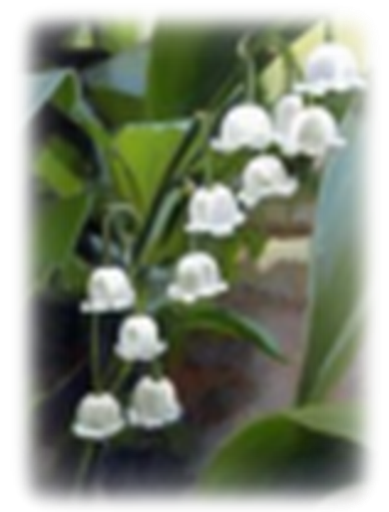 Diane  Sharron (Waud)  Morrison Profile Photo