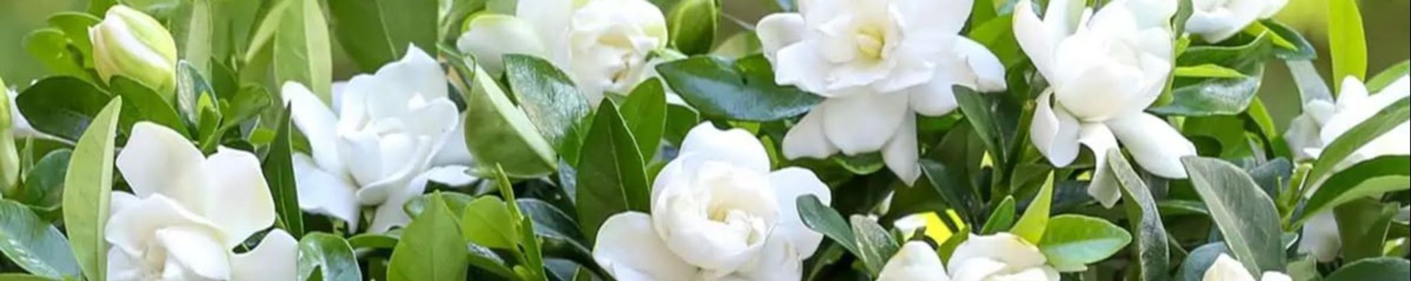 Cover for Wanda Plinsky's Obituary