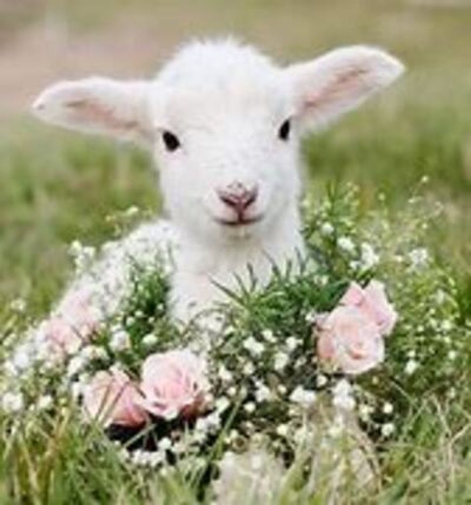 Infant Daisy Fay Wall