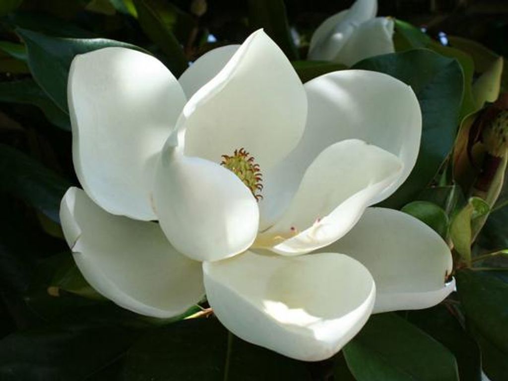 June Palm Dobbs Profile Photo