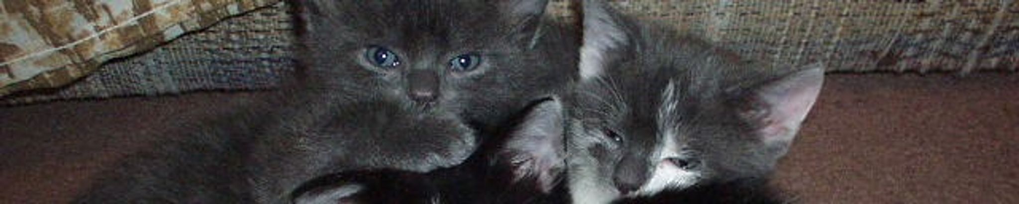 Cover photo for Hiroko Logan's Obituary