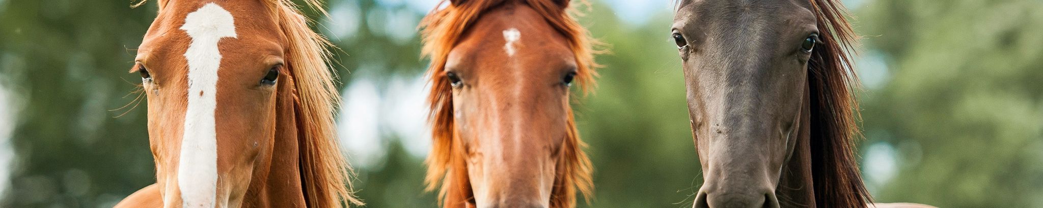 Cover for Rose Mary White's Obituary