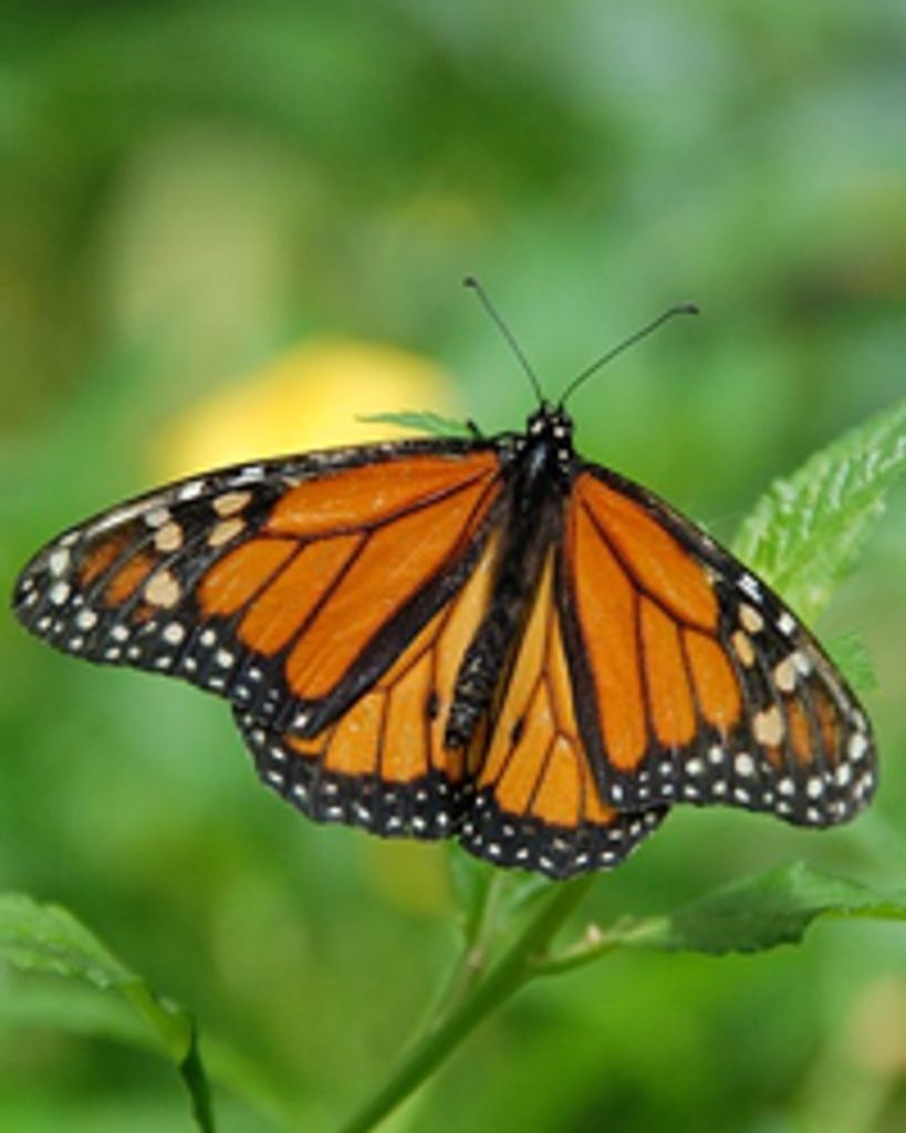 Martha Anderson Profile Photo