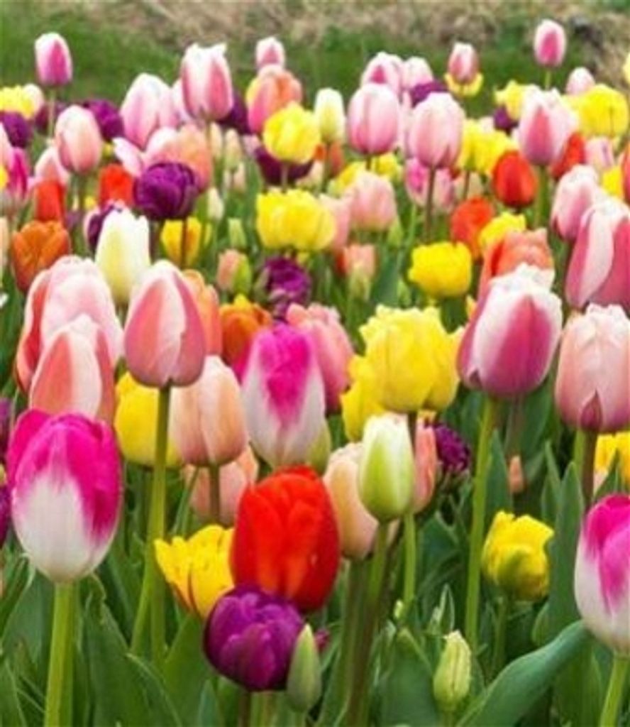 Marie June English (Allen) Profile Photo