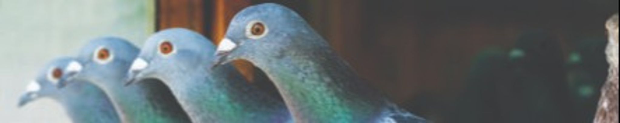 Cover for John E. Huls's Obituary