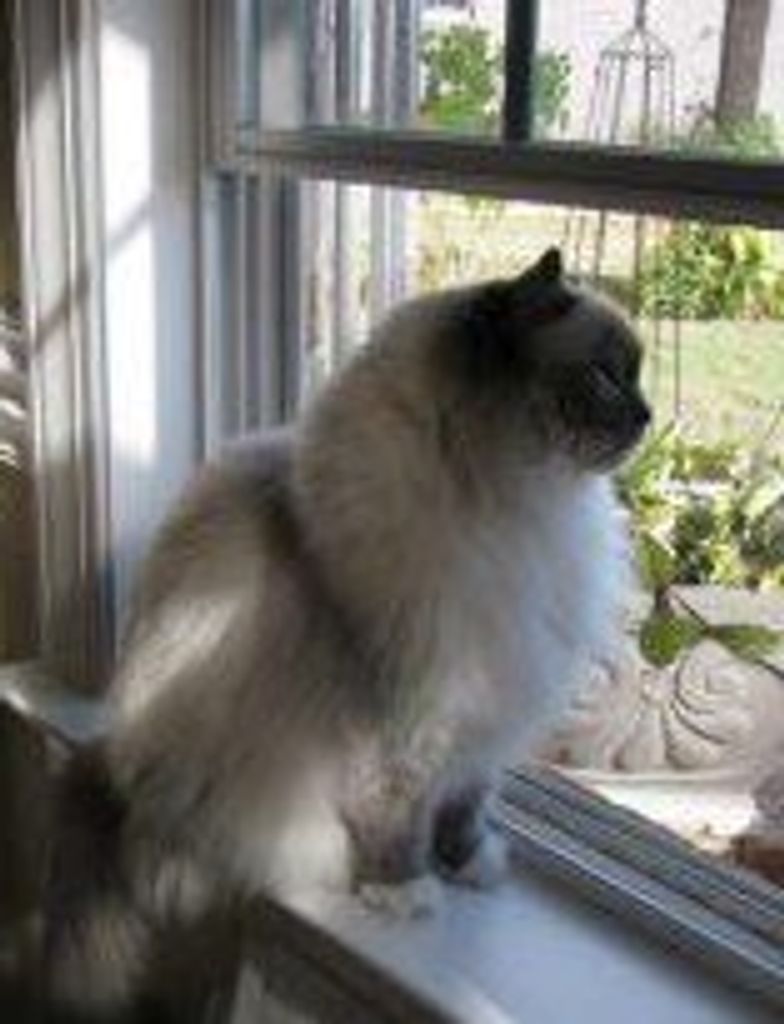 Gracie Precious Fears