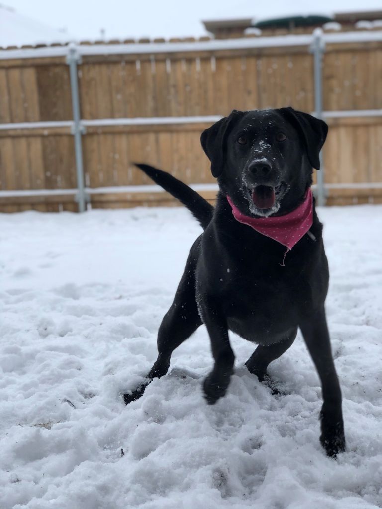Sadie Profile Photo